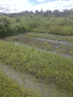 Du Nied au Niari Volmerange-Les-Boulay